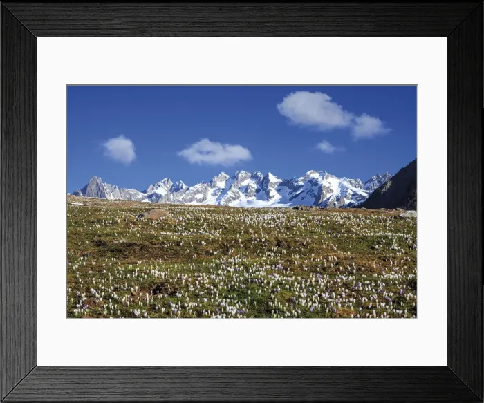 Framed Print : The snowy peaks frame the blooming Crocus Alpe Granda Sondrio province Masino Valley Framed Print : The snowy peaks frame the blooming Crocus Alpe Granda Sondrio province Masino Valley