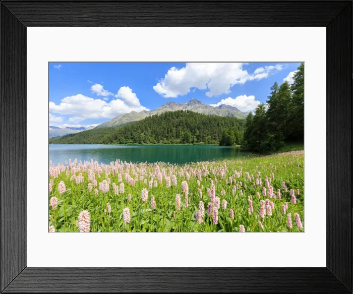 Framed Print : Spring bloom of Persicaria bistorta at Lej da Champfar, St Moritz, canton of GraubAonden Framed Print : Spring bloom of Persicaria bistorta at Lej da Champfar, St Moritz, canton of GraubAonden