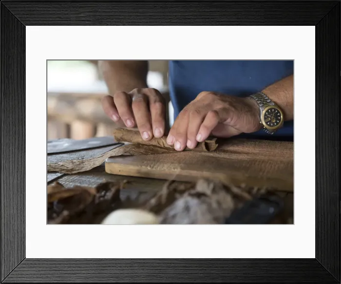 Framed Print : Specialized craftsman makes cigars by rolling tobacco leaves in Vinales, Pinar del Framed Print : Specialized craftsman makes cigars by rolling tobacco leaves in Vinales, Pinar del