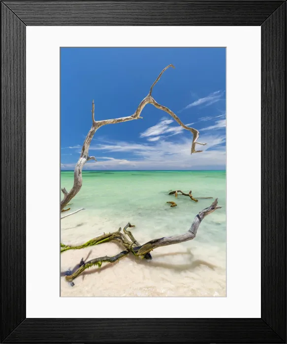 Framed Print : Tree branches on the tropical beach of Cayo Jutias, Pinar del Rio Province, Cuba Framed Print : Tree branches on the tropical beach of Cayo Jutias, Pinar del Rio Province, Cuba