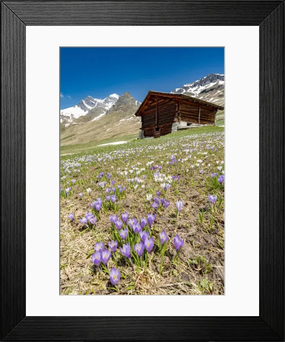 Framed Print : Wood hut surrounded by Crocus in bloom, Juf, Avers, Viamala Region, canton of Graubunden