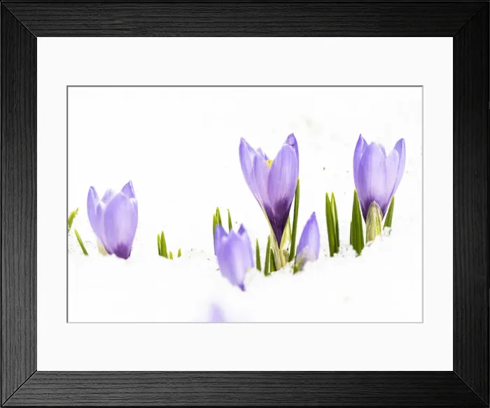 Framed Print : Close-up of violet Crocus in snow, Juf, Avers, Viamala Region, canton of Graubunden Framed Print : Close-up of violet Crocus in snow, Juf, Avers, Viamala Region, canton of Graubunden