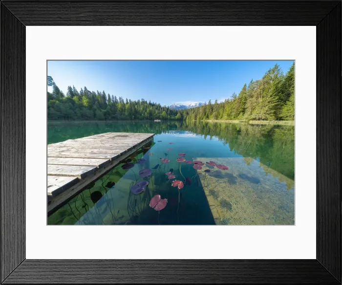 Framed Print : Floating leaves of plants on water surface of clean Cresta lake (Crestasee), Flims Framed Print : Floating leaves of plants on water surface of clean Cresta lake (Crestasee), Flims