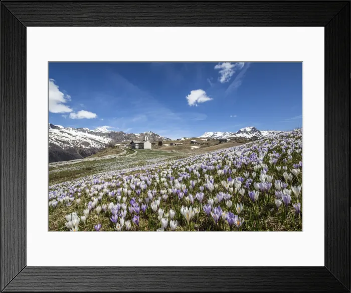 Framed Print : A meadow covered with crocus nuvea seen by the church of Andossi Framed Print : A meadow covered with crocus nuvea seen by the church of Andossi