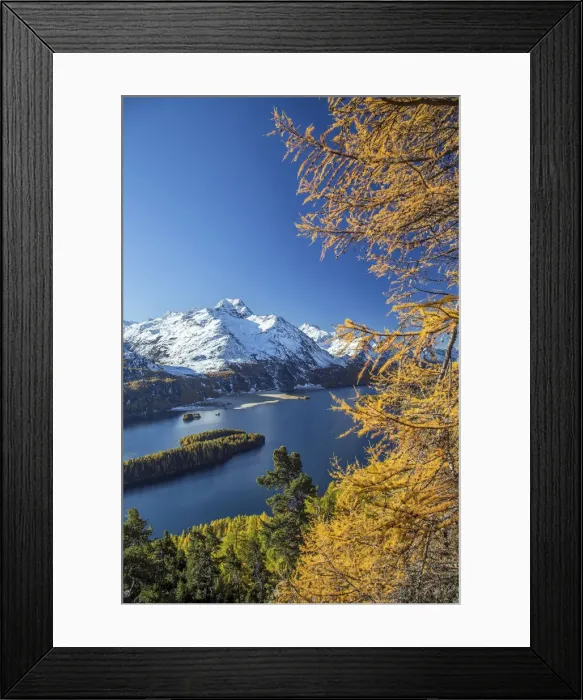 Framed Print : The red color of the larches contrasts with the blue of Lake Sils in autumn. Engadine Framed Print : The red color of the larches contrasts with the blue of Lake Sils in autumn. Engadine