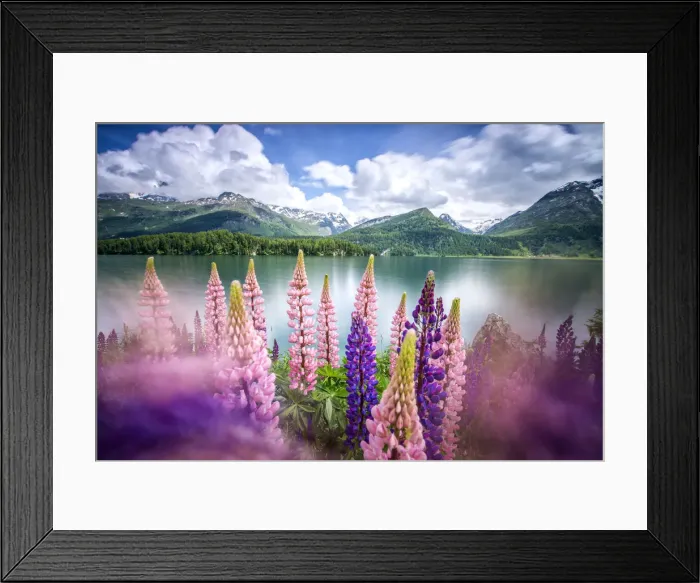 Framed Print : Lupins in bloom on the shores of the Lake of Sils shaken by a strong wind. Sils, Engadine Framed Print : Lupins in bloom on the shores of the Lake of Sils shaken by a strong wind. Sils, Engadine
