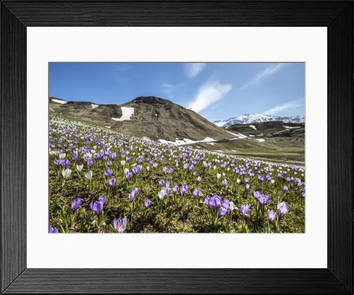 Framed Print : Multicolored carpet of crocus flowers in a meadow. Andossi Alp. Valchiavenna. Valtellina Framed Print : Multicolored carpet of crocus flowers in a meadow. Andossi Alp. Valchiavenna. Valtellina
