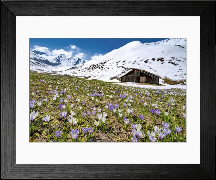 Framed Print : Snowcapped mountains surrounded by fields of Crocus in bloom, Juf, Avers, Viamala Region Framed Print : Snowcapped mountains surrounded by fields of Crocus in bloom, Juf, Avers, Viamala Region
