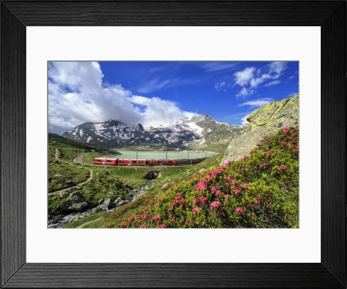 Framed Print : The red train of Bernina near the shores of White Lake, where the blossoming of Framed Print : The red train of Bernina near the shores of White Lake, where the blossoming of
