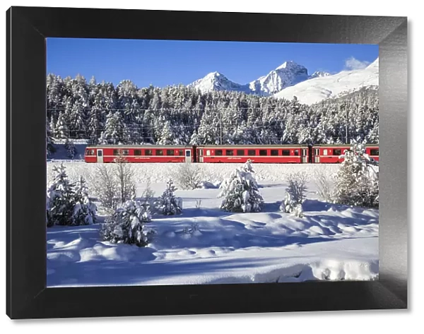 The Red Bernina train in winter in the snowy landscape of Engadine. Switzerland