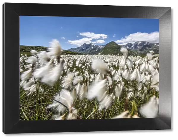 Cotton grass blowing in the wind at Andossi