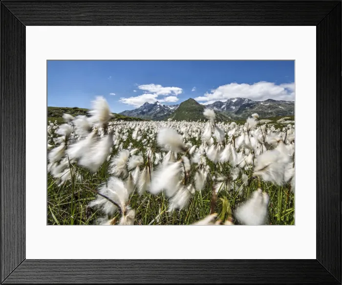 Framed Print : Cotton grass blowing in the wind at Andossi Framed Print : Cotton grass blowing in the wind at Andossi