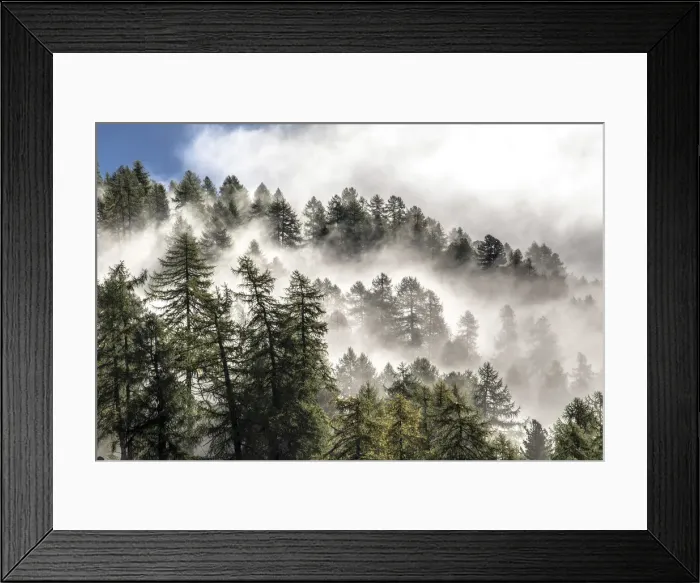 Framed Print : The morning mists rise from a forest of larch trees in Engadine. Canton of graubuenden Framed Print : The morning mists rise from a forest of larch trees in Engadine. Canton of graubuenden