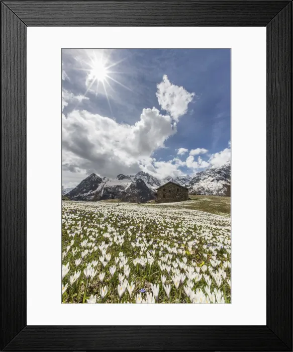 Framed Print : Blooming of crocus at Alpe dell Oro in spring. Valmalenco. Valtellina. Lombardy