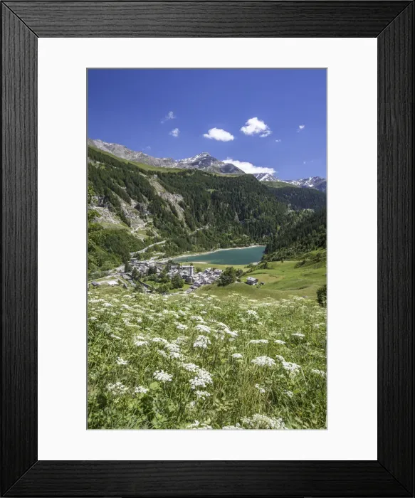 Framed Print : Summer blooming with view on Isola with its pond. Spluga Valley Chiavenna Valley Lombardy Framed Print : Summer blooming with view on Isola with its pond. Spluga Valley Chiavenna Valley Lombardy