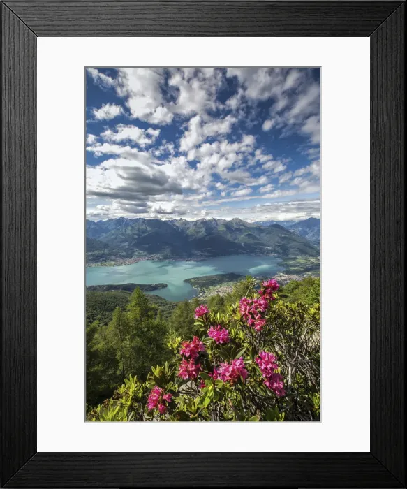 Framed Print : Blooming of rhododendrons from Mount Legnoncino with views on the High Lario. Lombardy Framed Print : Blooming of rhododendrons from Mount Legnoncino with views on the High Lario. Lombardy