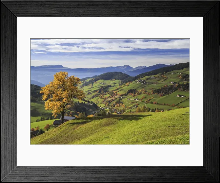 Framed Print : The autumn colors of a tree overlooking Funes Valley and St Framed Print : The autumn colors of a tree overlooking Funes Valley and St