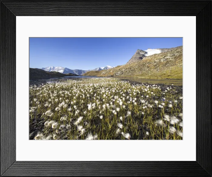 Framed Print : Blooming of eriofori on Levanne mountains. Gran Paradiso national park. Graian Alps Framed Print : Blooming of eriofori on Levanne mountains. Gran Paradiso national park. Graian Alps