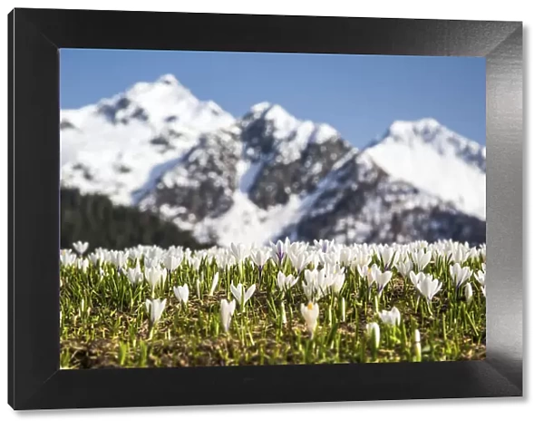 Flowering Crocus with snow covered peaks in the backgorund. Orobie Alps. Lombardy