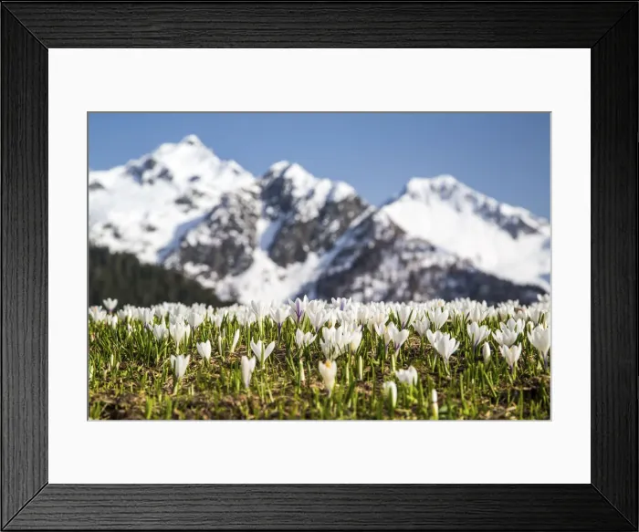 Framed Print : Flowering Crocus with snow covered peaks in the backgorund. Orobie Alps. Lombardy Framed Print : Flowering Crocus with snow covered peaks in the backgorund. Orobie Alps. Lombardy