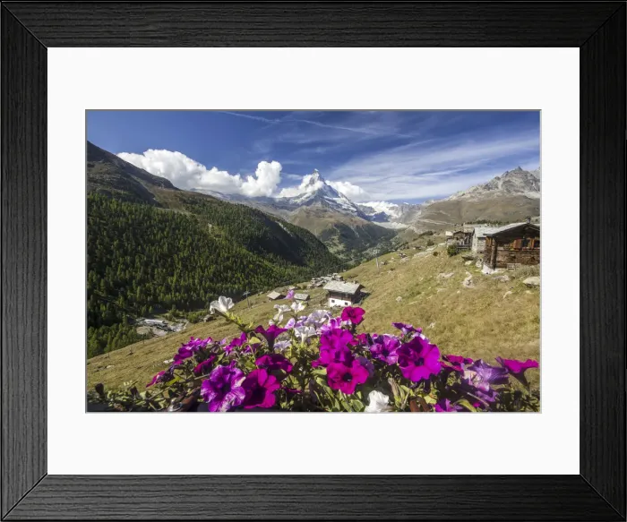 Framed Print : Colorful flowers and mountain huts in the background the Matterhorn Framed Print : Colorful flowers and mountain huts in the background the Matterhorn