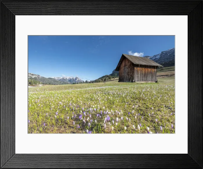 Framed Print : Prato Piazza / Pl√§tzwiese, Dolomites, South Tyrol, Italy. Crocus in the spring bloom on the Prato Piazza Framed Print : Prato Piazza / Pl√§tzwiese, Dolomites, South Tyrol, Italy. Crocus in the spring bloom on the Prato Piazza