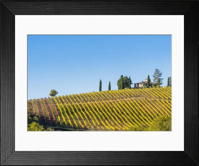 Framed Print : Vineyards in autumn. Radda in Chianti, Siena, Tuscany, Italy