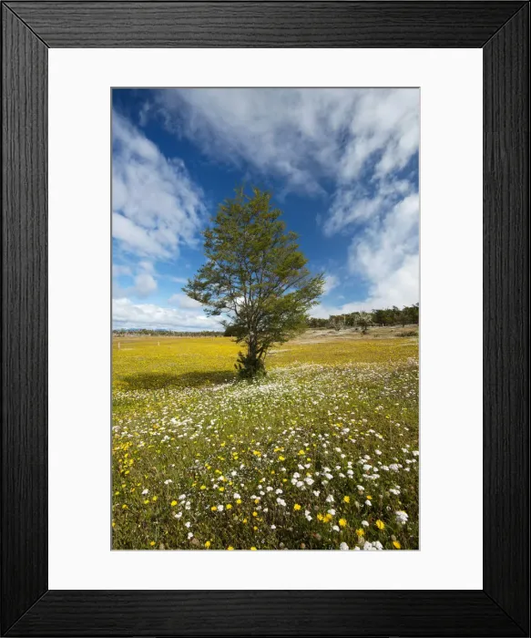 Framed Print : South America, Patagonia, Chile, Magallanes y la Antartica, Tierra del Fuego, tree Framed Print : South America, Patagonia, Chile, Magallanes y la Antartica, Tierra del Fuego, tree