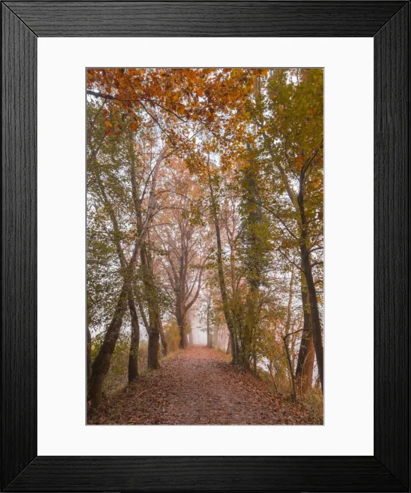 Framed Print : Tree-lined street in autumn near the Adda river. Airuno, Lecco province, Lombardy