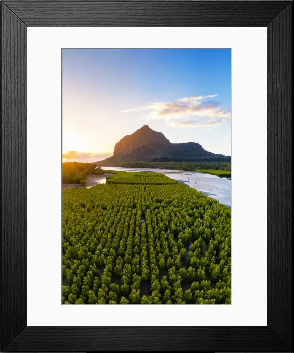 Framed Print : Aerial view of mangroves plantations and Le Morne Brabant mountain during the sunset Framed Print : Aerial view of mangroves plantations and Le Morne Brabant mountain during the sunset