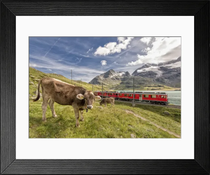 Framed Print : The Bernina Express passes near the pasture with cows of Lake Bianco, Bernina Pass Framed Print : The Bernina Express passes near the pasture with cows of Lake Bianco, Bernina Pass