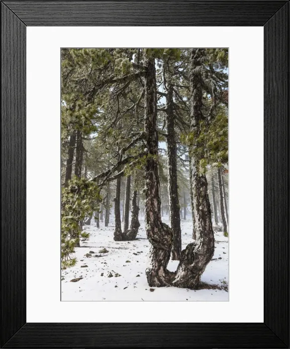 Framed Print : Cyprus, Troodos National Park with snow Framed Print : Cyprus, Troodos National Park with snow