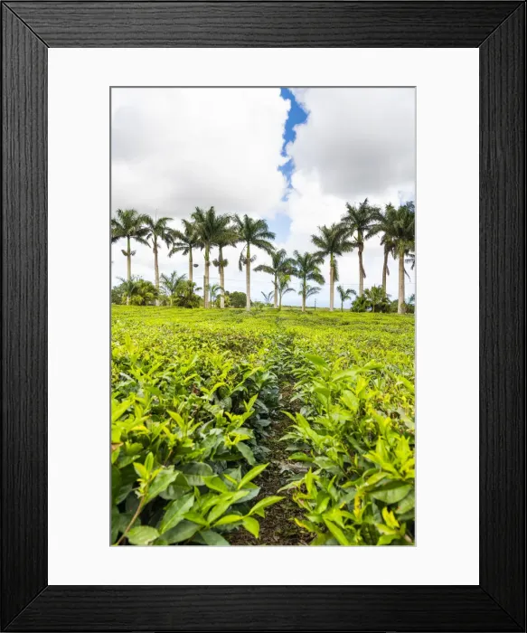 Framed Print : The tea plantations of Bois Cheri tea factory. Bois Cheri, Savanne, Mauritius, Africa Framed Print : The tea plantations of Bois Cheri tea factory. Bois Cheri, Savanne, Mauritius, Africa