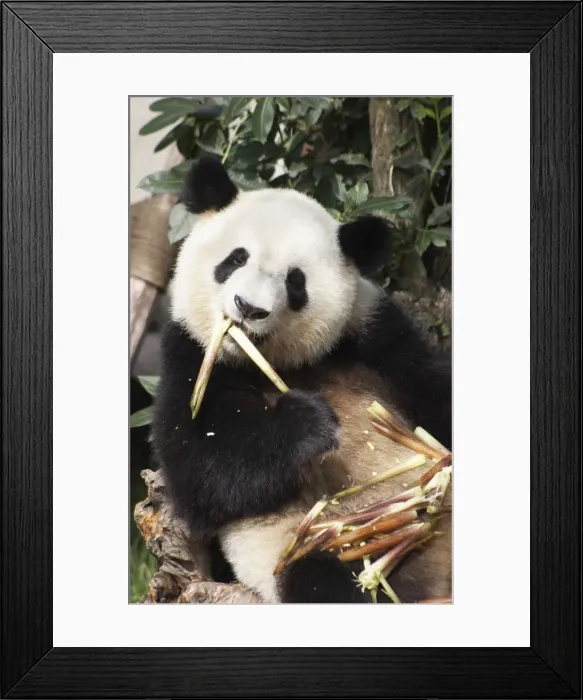 Framed Print : Giant panda at Giant Panda Breeding Research Base, Chengdu, Sichuan, China Framed Print : Giant panda at Giant Panda Breeding Research Base, Chengdu, Sichuan, China