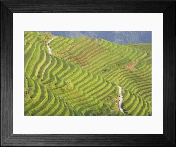 Framed Print : Rice terraces, Ping An, Guangxi, China Framed Print : Rice terraces, Ping An, Guangxi, China