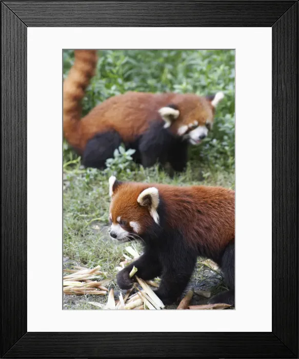 Framed Print : Red pandas at Giant Panda Breeding Research Base, Chengdu, Sichuan, China Framed Print : Red pandas at Giant Panda Breeding Research Base, Chengdu, Sichuan, China