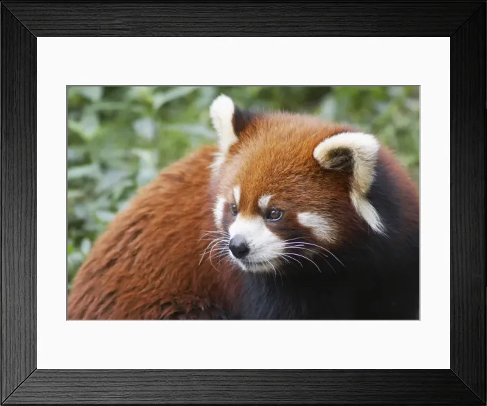 Framed Print : Red panda at Giant Panda Breeding Research Base, Chengdu, Sichuan, China Framed Print : Red panda at Giant Panda Breeding Research Base, Chengdu, Sichuan, China