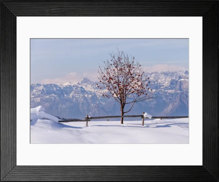Framed Print : A Sorbus Acuparia tree at Mezzomiglio aLm, Cansiglio, Farra d Alpago, Belluno Framed Print : A Sorbus Acuparia tree at Mezzomiglio aLm, Cansiglio, Farra d Alpago, Belluno
