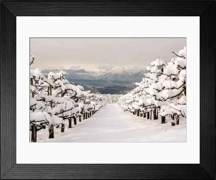 Framed Print : Apple orchard covered with snow in Non Valley, Trentino Alto Adige, Italy, Europe Framed Print : Apple orchard covered with snow in Non Valley, Trentino Alto Adige, Italy, Europe