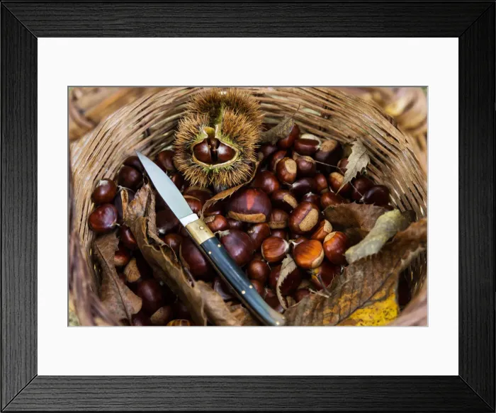 Framed Print : Chestnuts in the woods, Aritzo, Nuoro province, sardinia, italy, europe Framed Print : Chestnuts in the woods, Aritzo, Nuoro province, sardinia, italy, europe