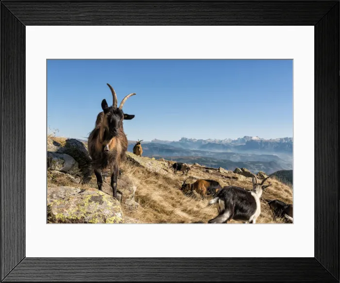 Framed Print : italy, trentino alto adige, herd of goats graze on Luco mount Framed Print : italy, trentino alto adige, herd of goats graze on Luco mount