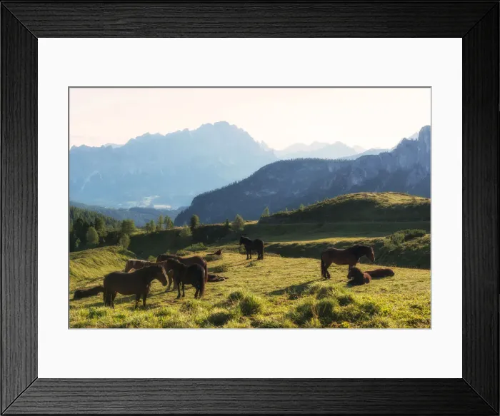 Framed Print : Italy, Veneto, some horses resting at dawn at Pass Giau Framed Print : Italy, Veneto, some horses resting at dawn at Pass Giau