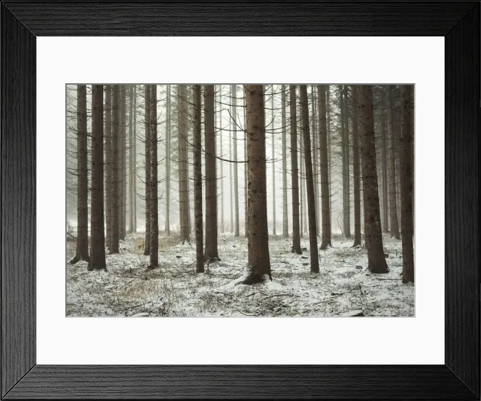 Framed Print : fog among the trees in a winter day, Non Valley, Trentino Alto Adige, Italy Framed Print : fog among the trees in a winter day, Non Valley, Trentino Alto Adige, Italy