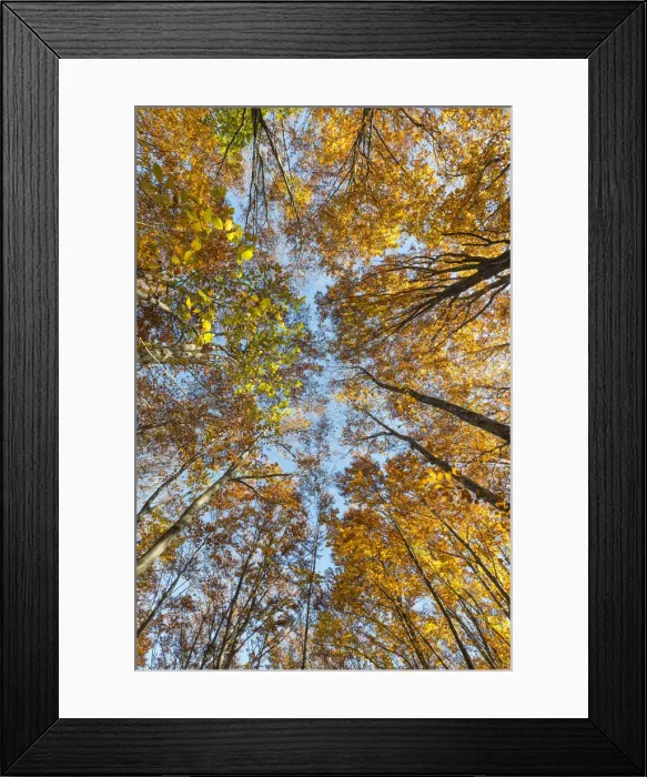Framed Print : Molveno forest, Trentino South Tyrol, Italy. The colours of autumn into the beech woods Framed Print : Molveno forest, Trentino South Tyrol, Italy. The colours of autumn into the beech woods