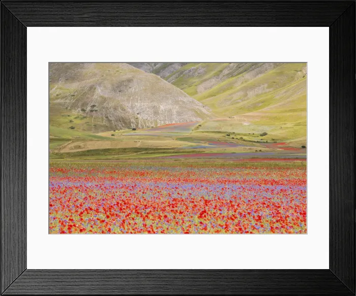Framed Print : Europe, Italy, Umbria, Perugia district, flowering of Castelluccio of Norcia Framed Print : Europe, Italy, Umbria, Perugia district, flowering of Castelluccio of Norcia