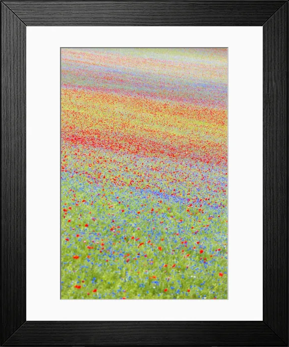 Framed Print : Europe, Italy, Umbria, Perugia district, flowering of Castelluccio of Norcia Framed Print : Europe, Italy, Umbria, Perugia district, flowering of Castelluccio of Norcia
