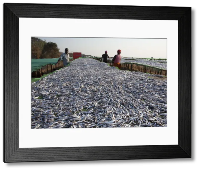 Framed Print : Chipoka, Lake Malawi, Malawi, Africa. Workers in the fish market Framed Print : Chipoka, Lake Malawi, Malawi, Africa. Workers in the fish market