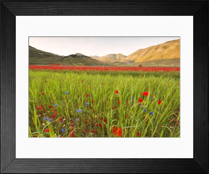 Framed Print : Europe, Italy, Umbria, Perugia district, Castelluccio of Norcia Framed Print : Europe, Italy, Umbria, Perugia district, Castelluccio of Norcia