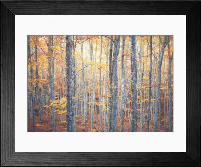 Framed Print : Europe, Italy, Toscoemilian Appennine, Casentines Forests