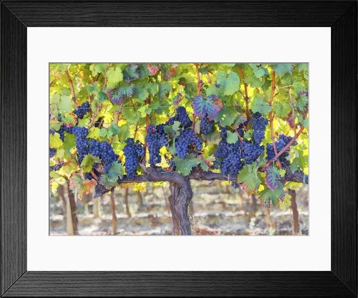 Framed Print : Europe, Italy, Umbria, Perugia district, Montefalco. Grape vine in autumn Framed Print : Europe, Italy, Umbria, Perugia district, Montefalco. Grape vine in autumn